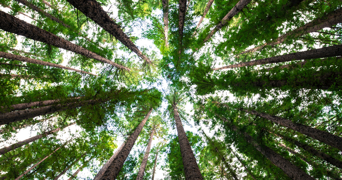 Upwards facing shot of redwood trees in forest with sunlight peaking through