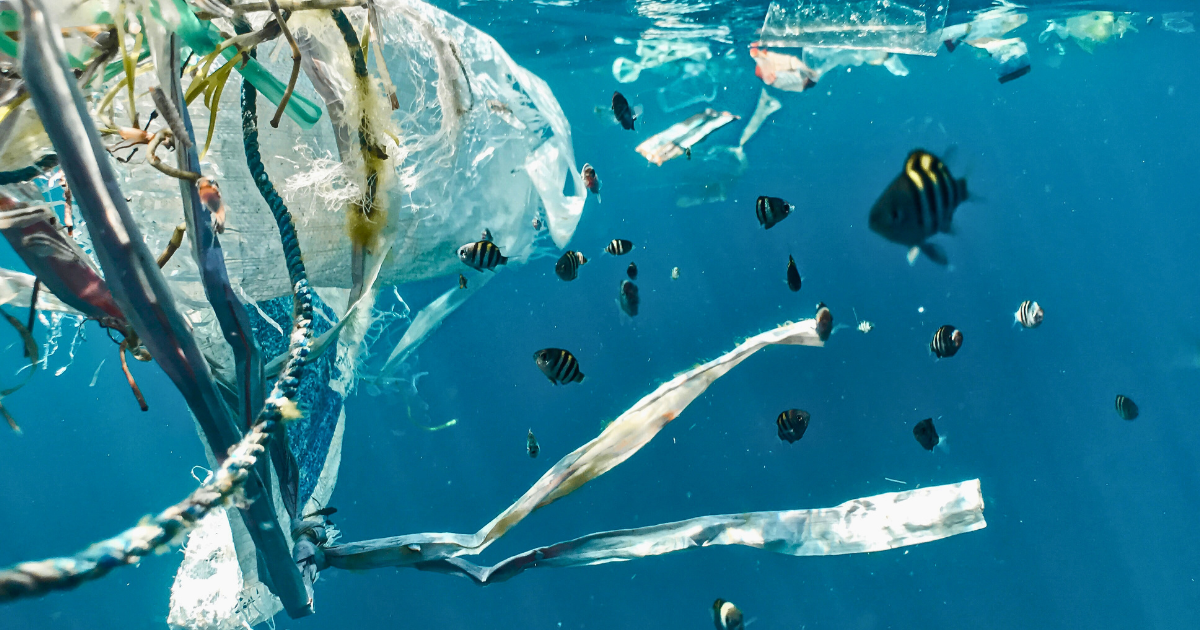 School of fish in water. Plastic pollution and juvenile fish.